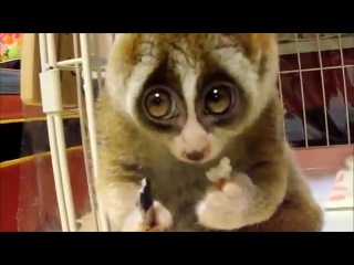 lemur eats rice