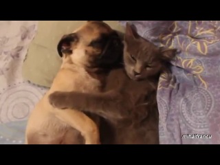 dog snores and disturbs sleep