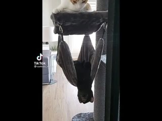 flying cat