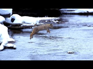 lynx in slow mo