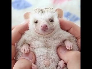 nice stomp. how i want a hedgehog.
