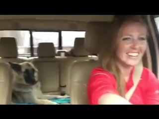 when your dog loves the right music