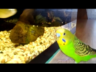 talking parrot pixel communicates with aquarium fish