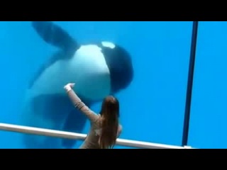 killer whale in action