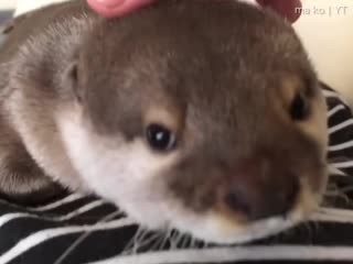 cute wake up with an otter in bed