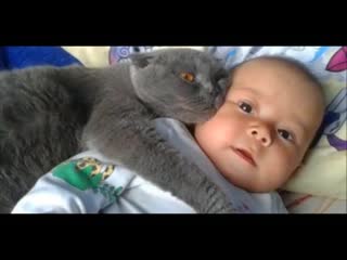 cats protect teen - super cute video