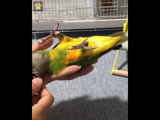 smart parrots