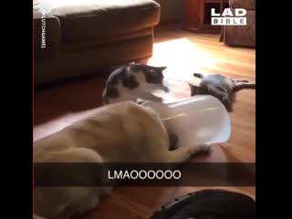 cats vs dogs