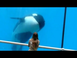 killer whale in action :-)