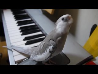 parrot sings a song from totoro